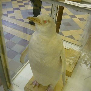 Albino Emperor penguin
