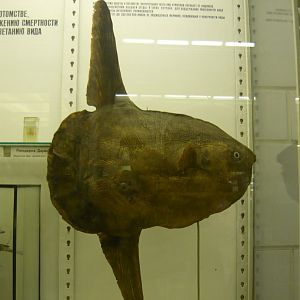Mola