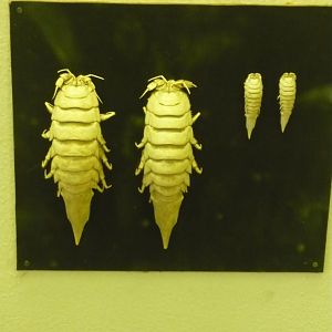 Isopods