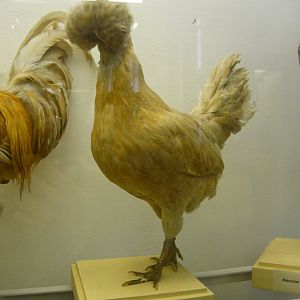 Padovana chicken