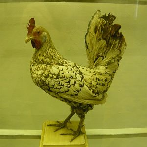 Chicken