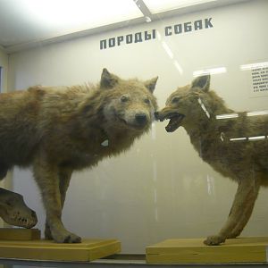 Grey wolf and Common jackal