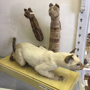 Siamese cat and cat mummies