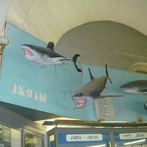 Part of the shark collection