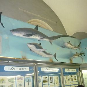 Part of the shark collection