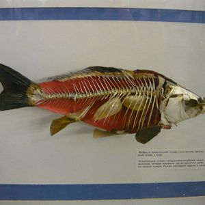 Carp skeleton with swimming bladder