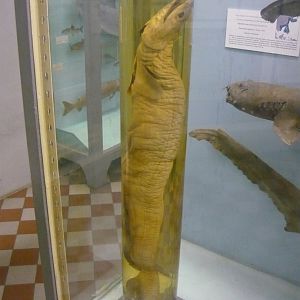 Frilled shark