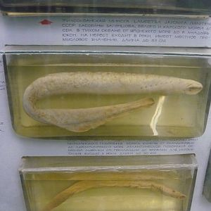 Lampreys