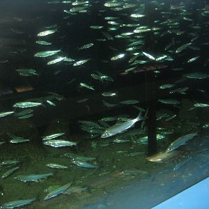 Fiskeriets Hus - Mixed freshwater tank