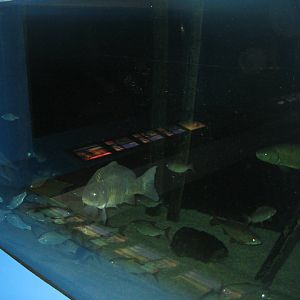 Fiskeriets Hus - Mixed freshwater tank