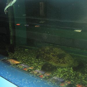 Fiskeriets Hus - Mixed saltwater tank