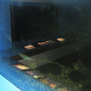 Fiskeriets Hus - Mixed saltwater tank