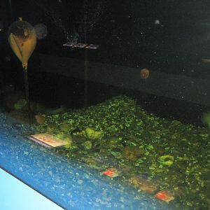 Fiskeriets Hus - Wolffish tank