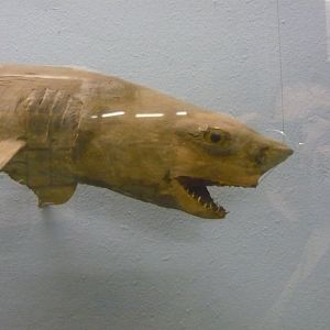 Shark