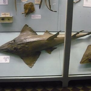 Guitarfish