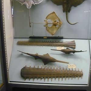 Sawfishes and their rostrums