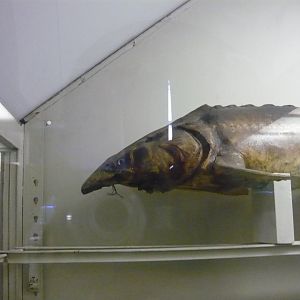 Derpy Thorn sturgeon