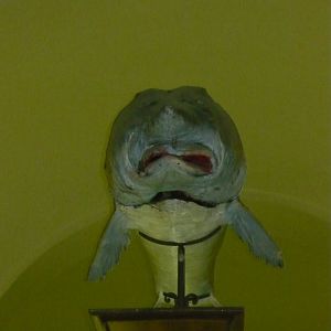 Beluga sturgeon (also derpy)