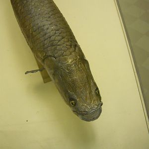 Arapaima
