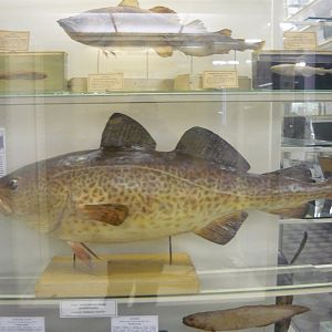 Atlantic cod