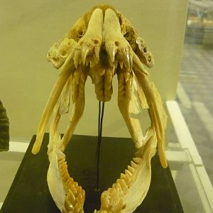Wolffish skull