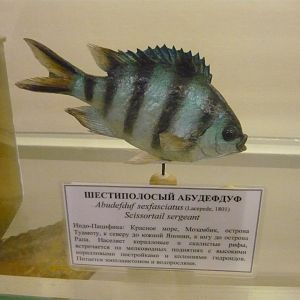 Scissortail sergeant