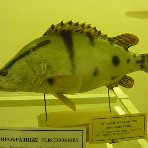 Chinese perch