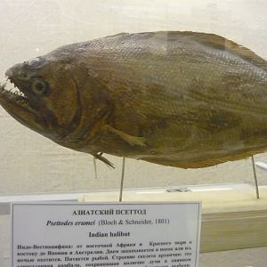 Indian halibut