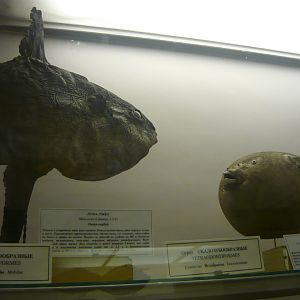 Ocean sunfish and Reticulated pufferfish