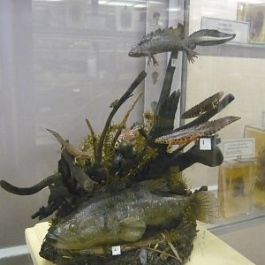 Chinese sleeper, Smooth newts, Crested newt and Common frog