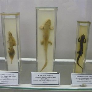Banded newt, Ribbed newt and California newt