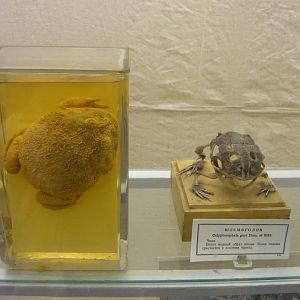 Horned frog wet specimen and skeleton