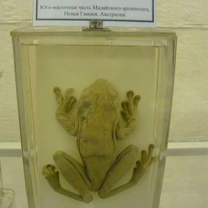 White-lipped tree frog