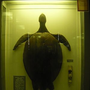 Green sea turtle