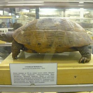 Horsfield's tortoise