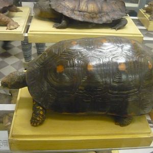 Yellow-footed tortoise