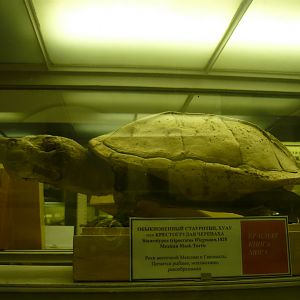 Mexican giant musk turtle