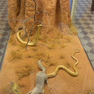 Indian cobras and Mongoose