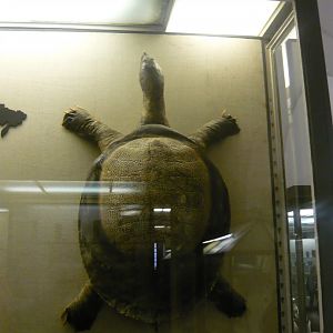 African softshell turtle