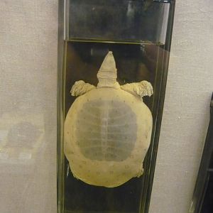Spiny softshell turtle