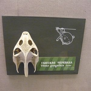 Indian softshell turtle skull