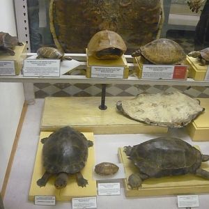 Part of the chelonian collection