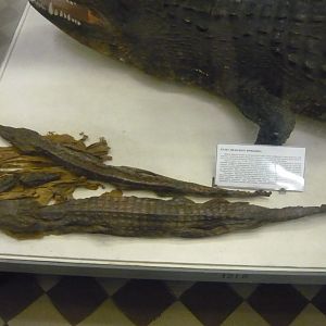 Nile crocodile mummies