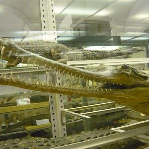 Gharial