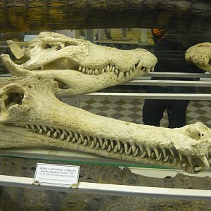 Gharial skull