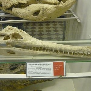 False gharial skull