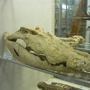 Saltwater crocodile skull