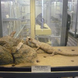 Caspian monitors and gerbils