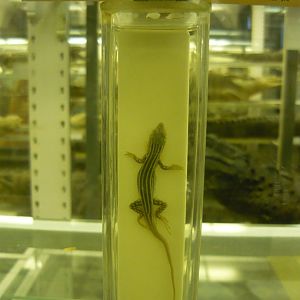 Juvenile Rapid racerunner (Eremias velox)