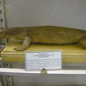 Savannah monitor